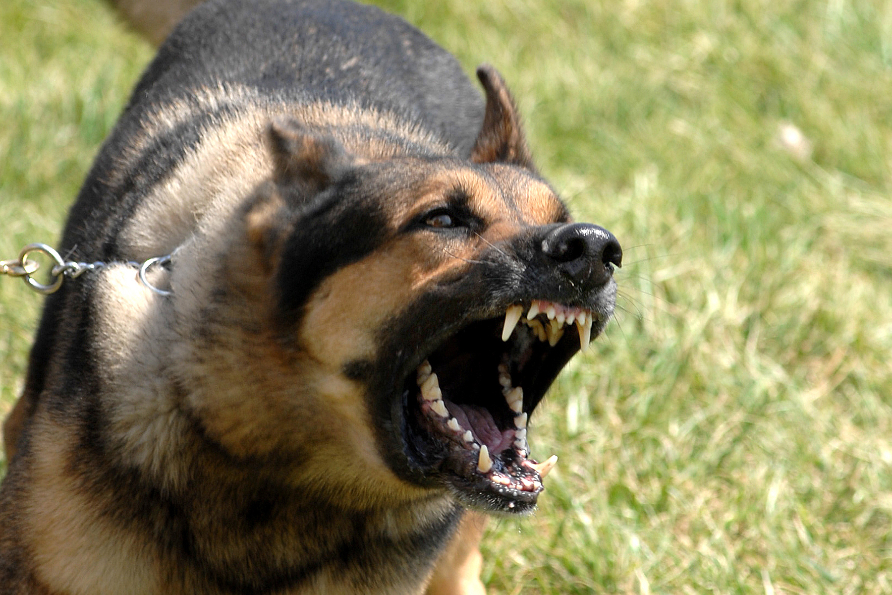 Dog aggression - Wikipedia, the free encyclopedia