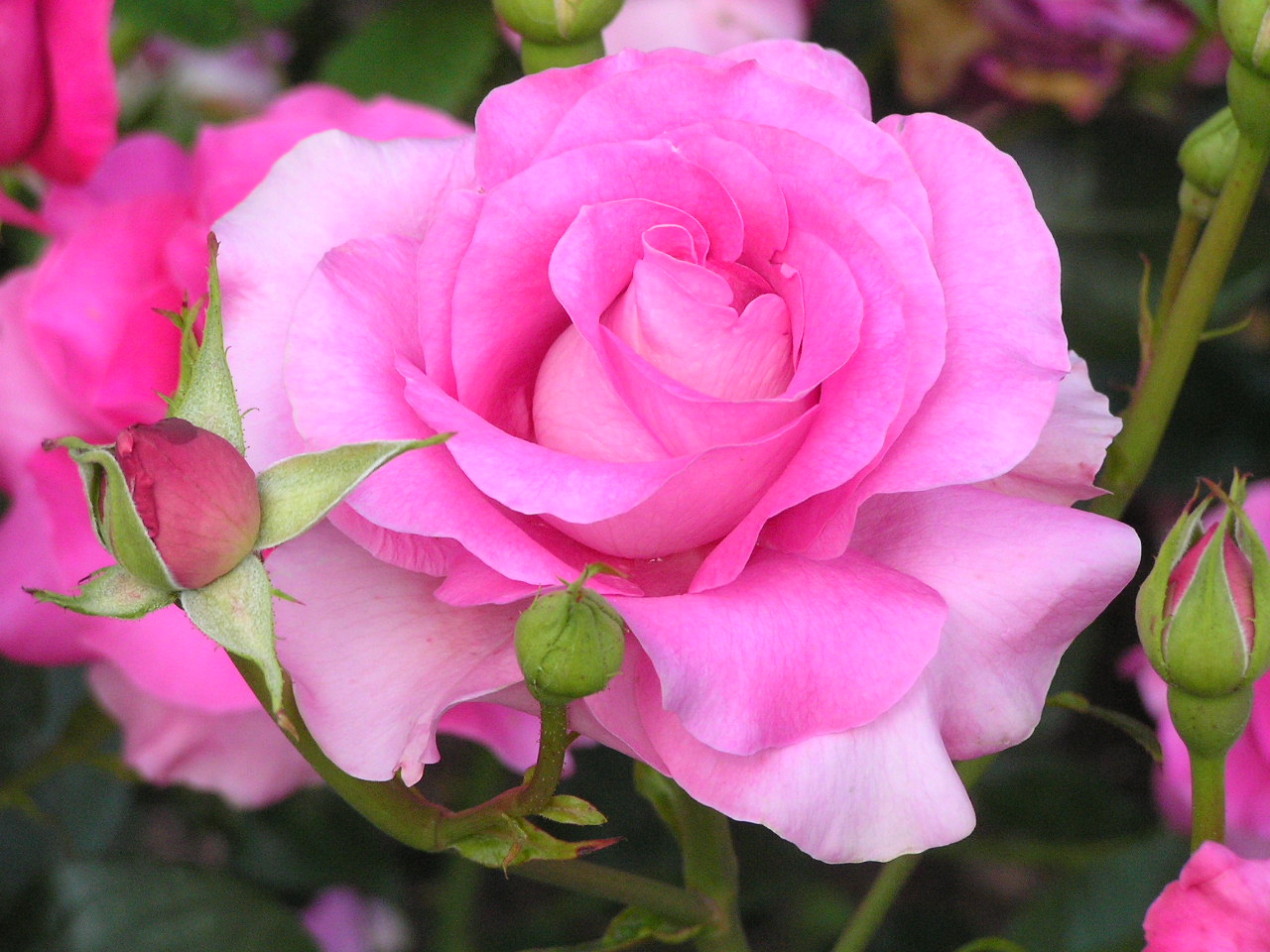 pink rose flower images Download