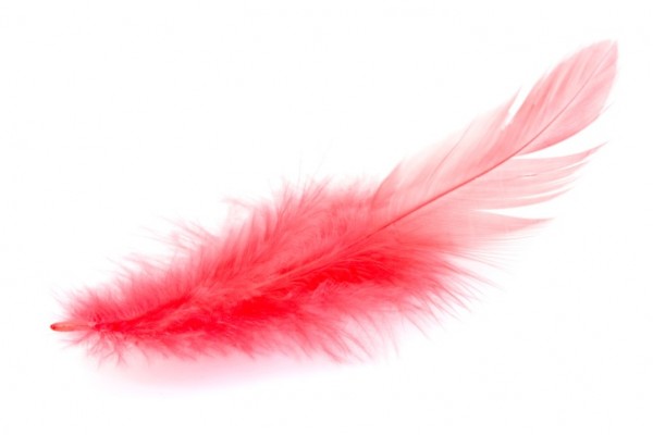 Family Traditions: The Thanksgiving Feather Hunt | Alpha Mom