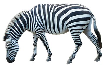 zebra_PNG8974.png