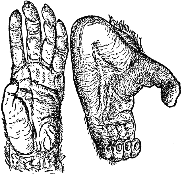 Chimpanzee Hands | ClipArt ETC