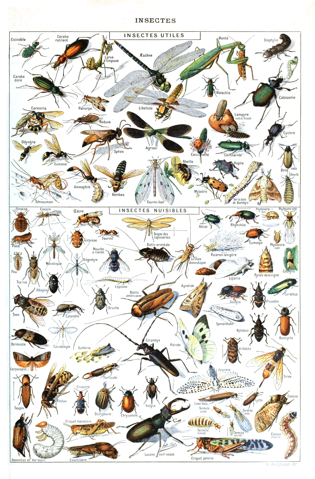 Insects For Sale - OdditiesBizarre.com
