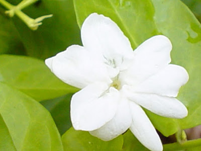 Bing Images - http://www.bing.com:80/images/search?q=Sampaguita+ ...