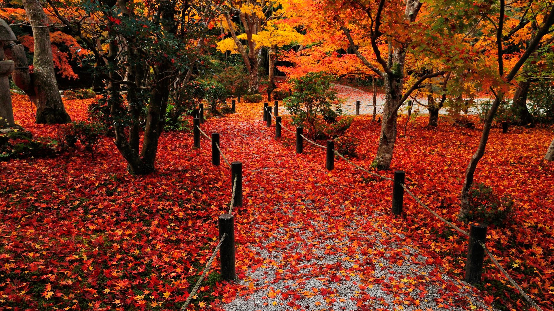 autumn-leaves-wallpaper-HD.jpg