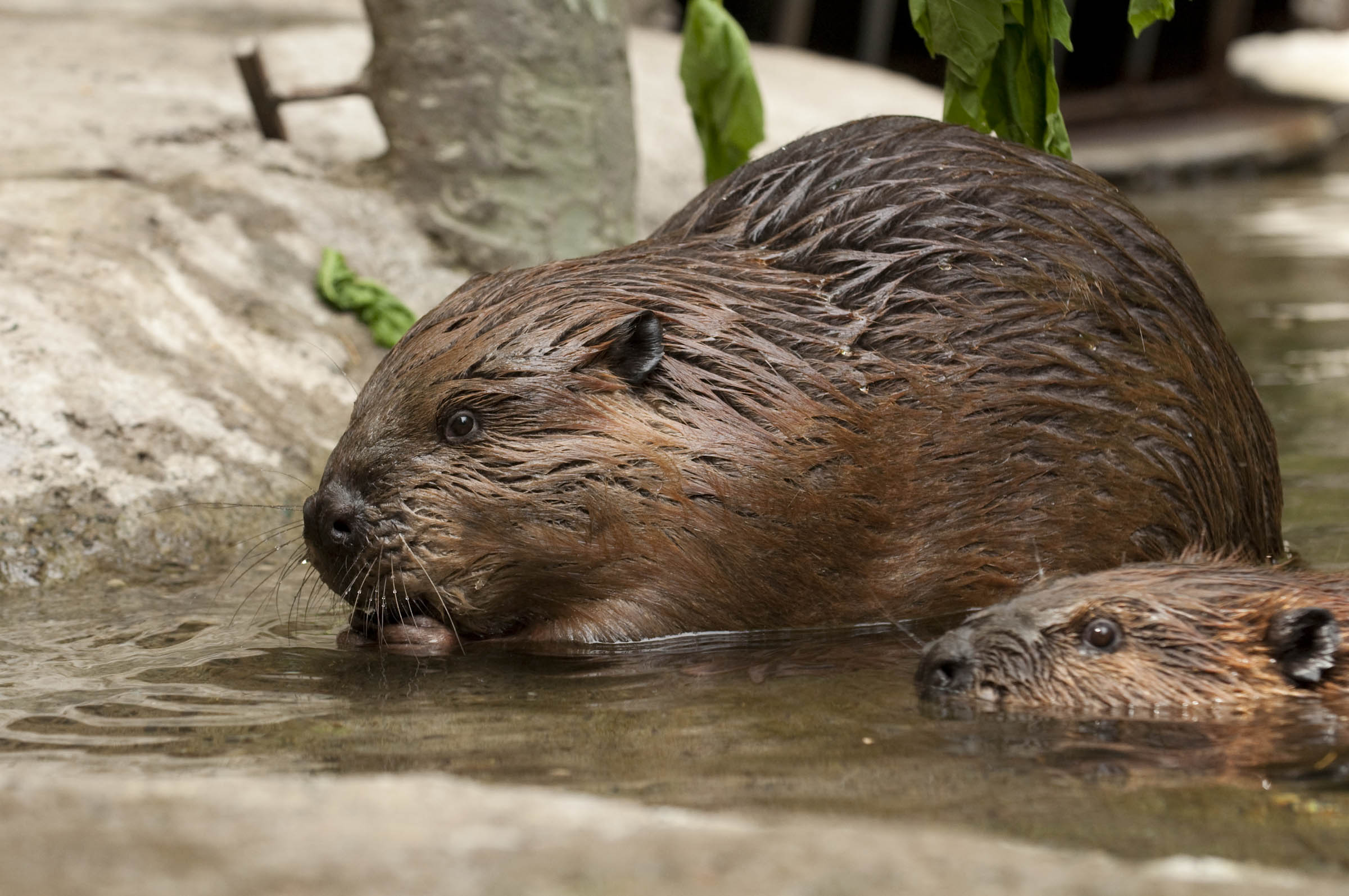 American beaver | Oregon Zoo