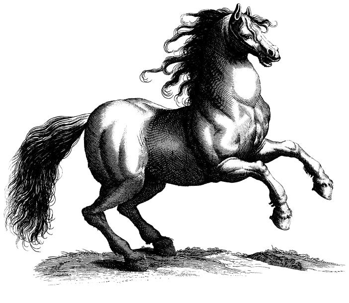 Free tattoo designs - rearing horse