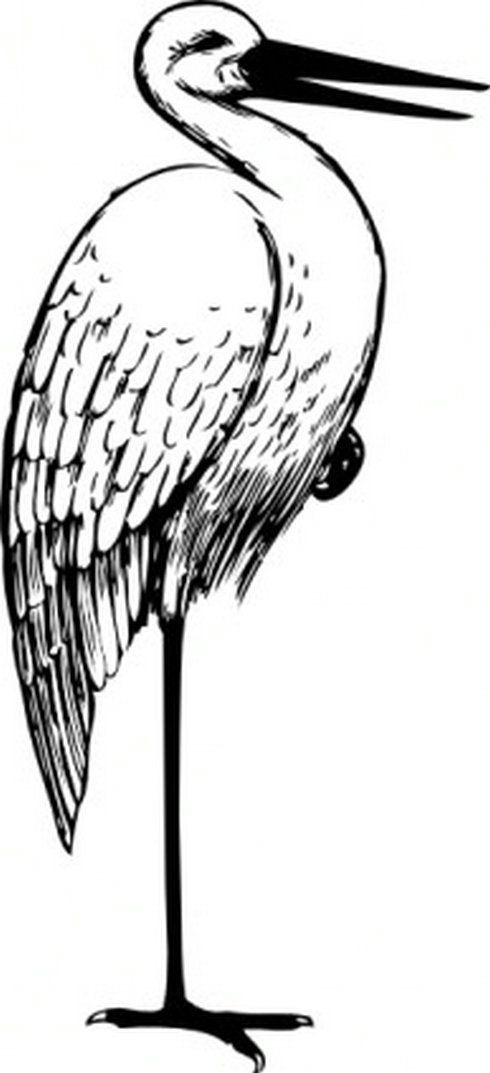 Bird Standing One Foot Clip Art | Free Vector Download - Graphics ...