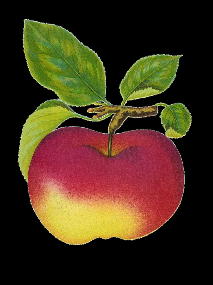 vintage clip art apple | Fruit art | Pinterest