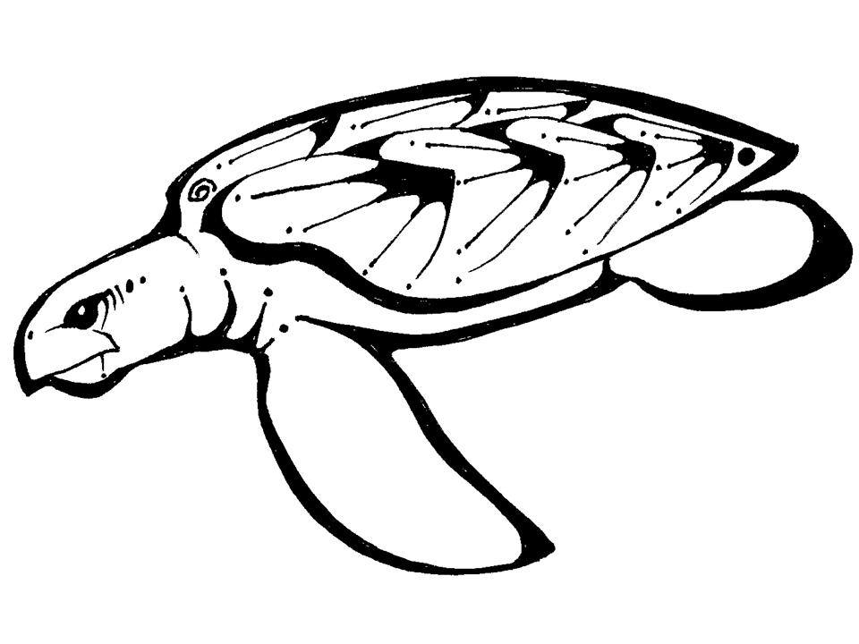 Loggerhead Turtle Tattoos
