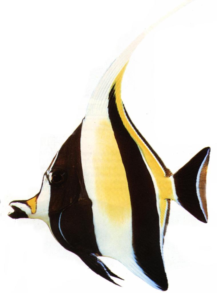 SRI LANKAN MARINE FISH - Sri Lanka - MULTI FISH LANKA (PVT) LTD