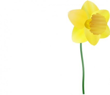 Daffodil clip art - Download free Other vectors