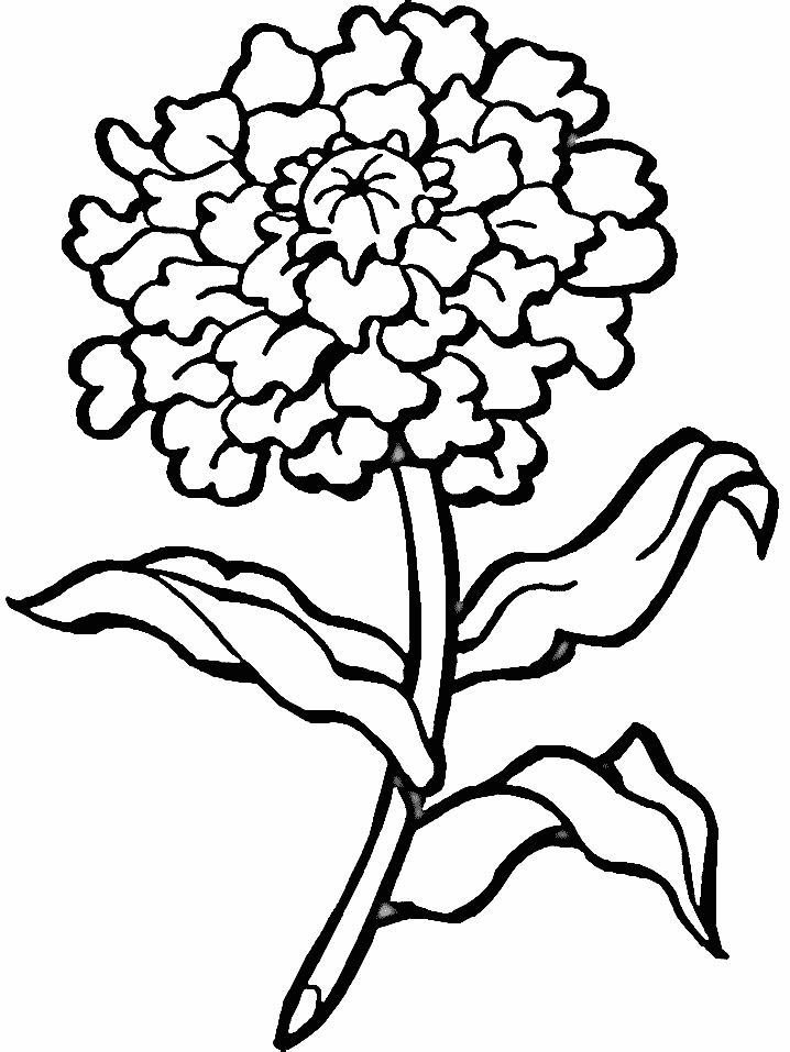 Line Drawing Of A Marigold